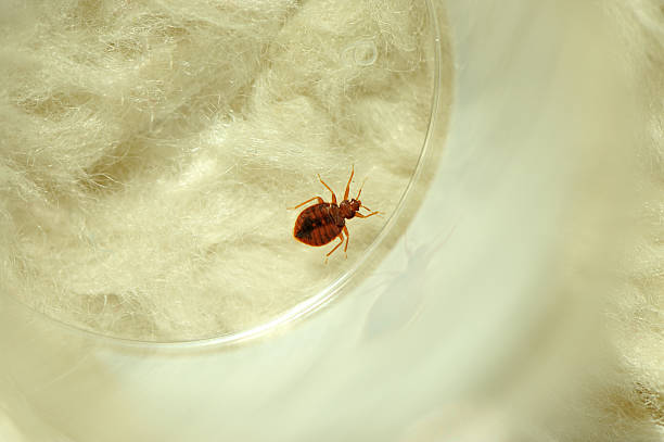 What Does a Bed Bug Infestation Look Like? Key Signs Every Homeowner Should Know bed bugs in Greenville