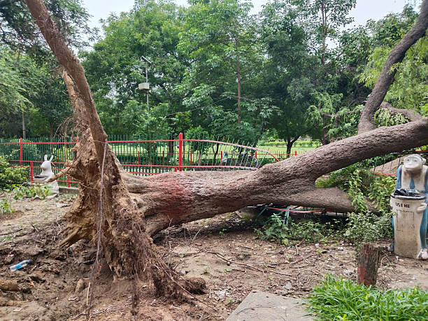 Why is Timely Tree Removal Important? emergency tree removal in Winter Haven